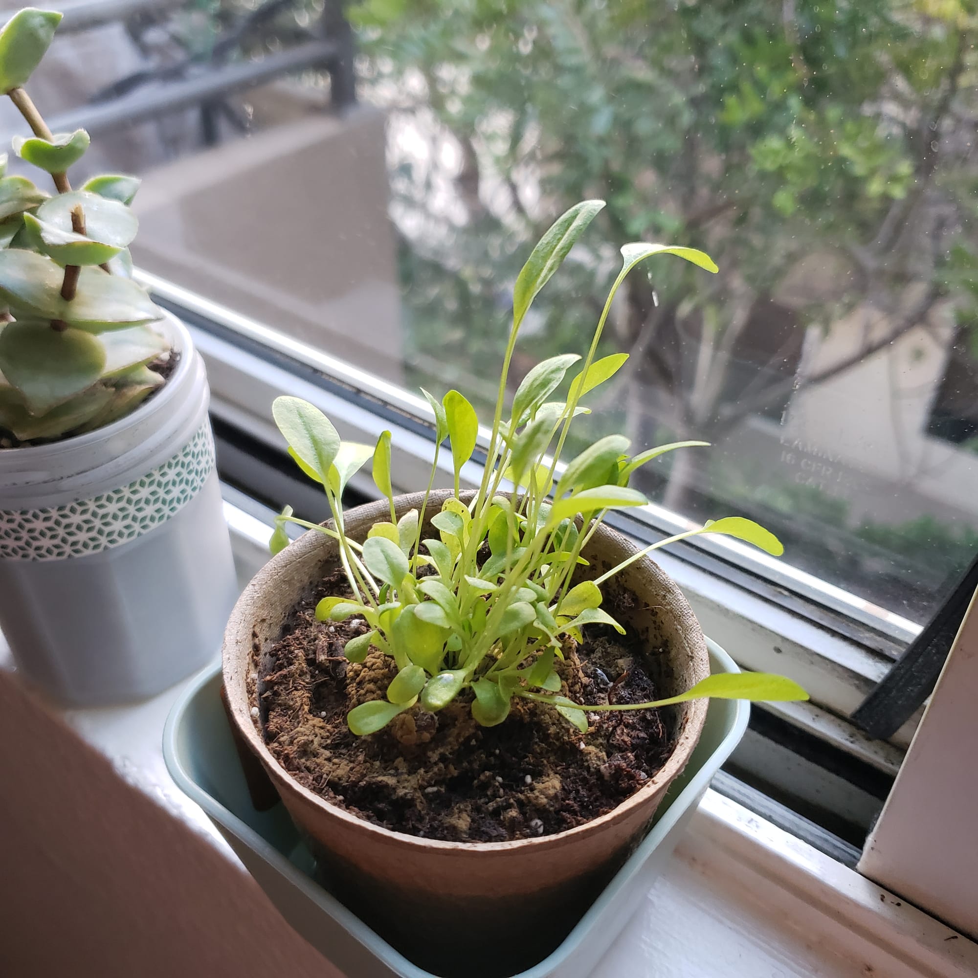 Dan's sorrel plant, alive and healthy, in a small pot on a windowsill.