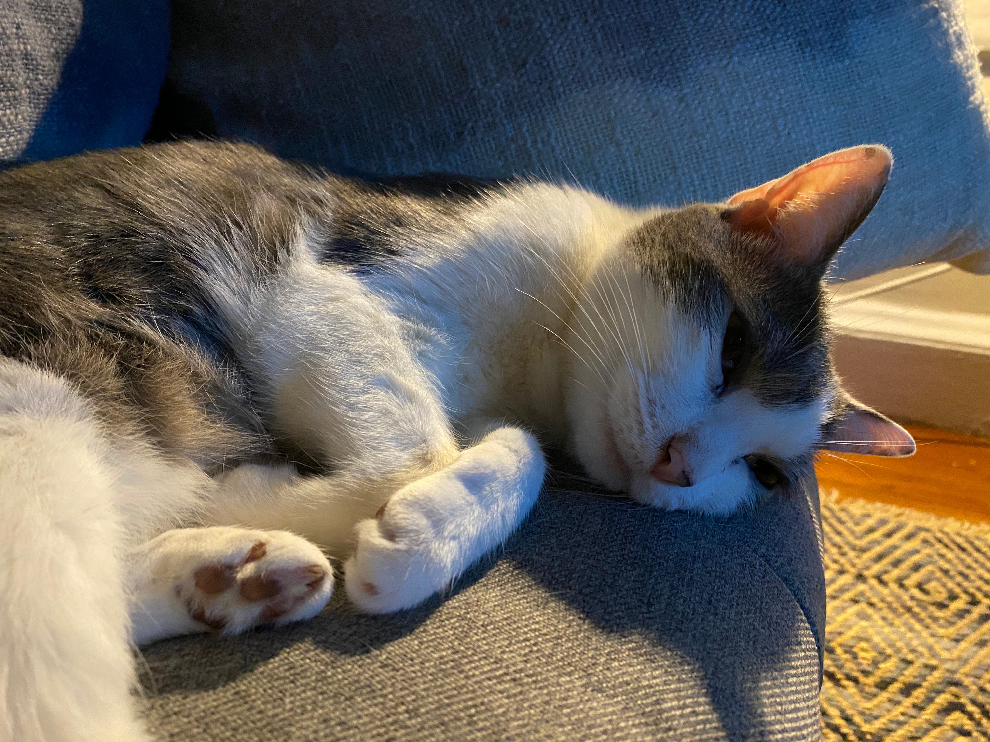 A gray and white cat curled up on the sofa.