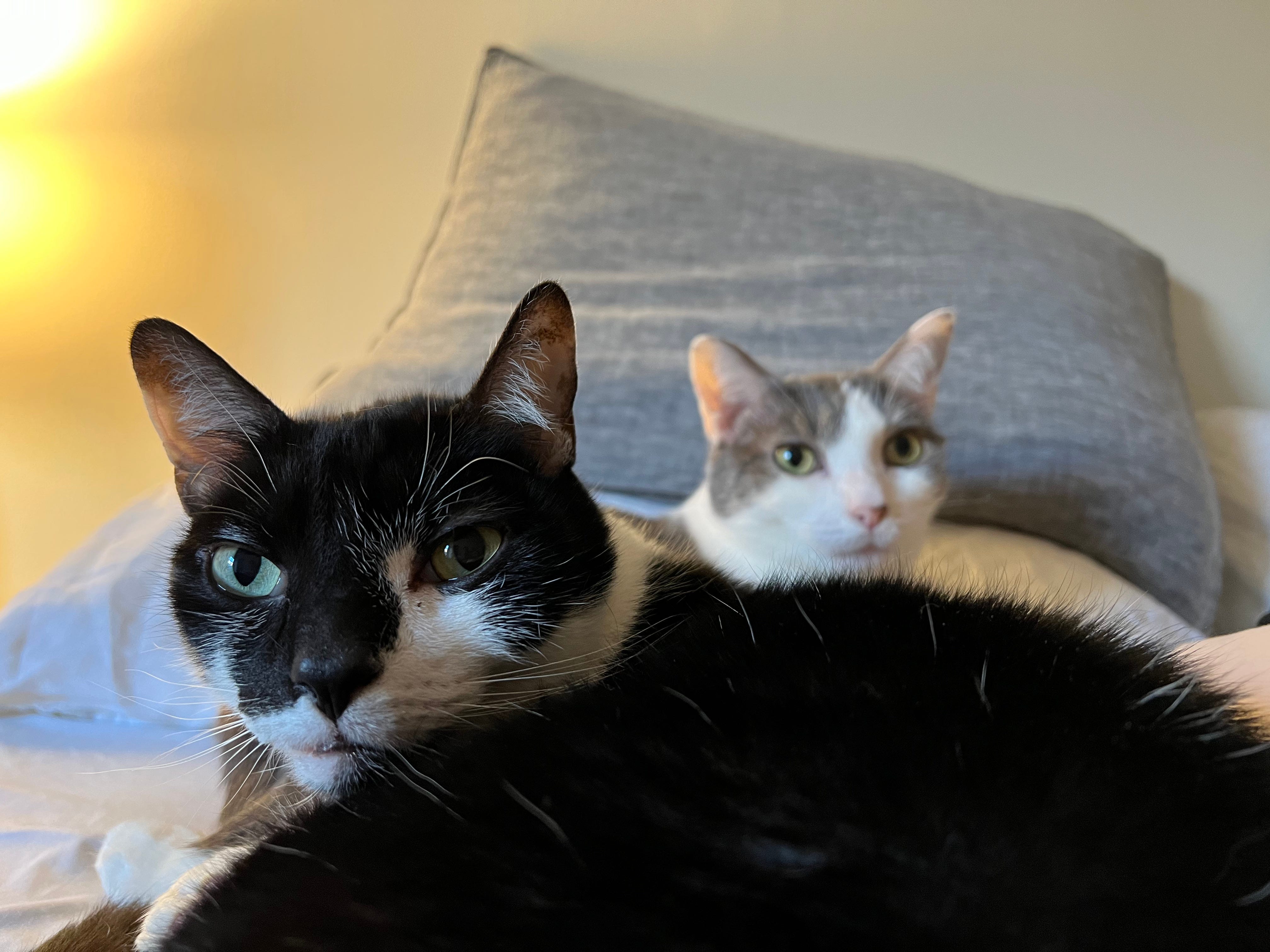 Two cats sit on a bed in front of pillows.