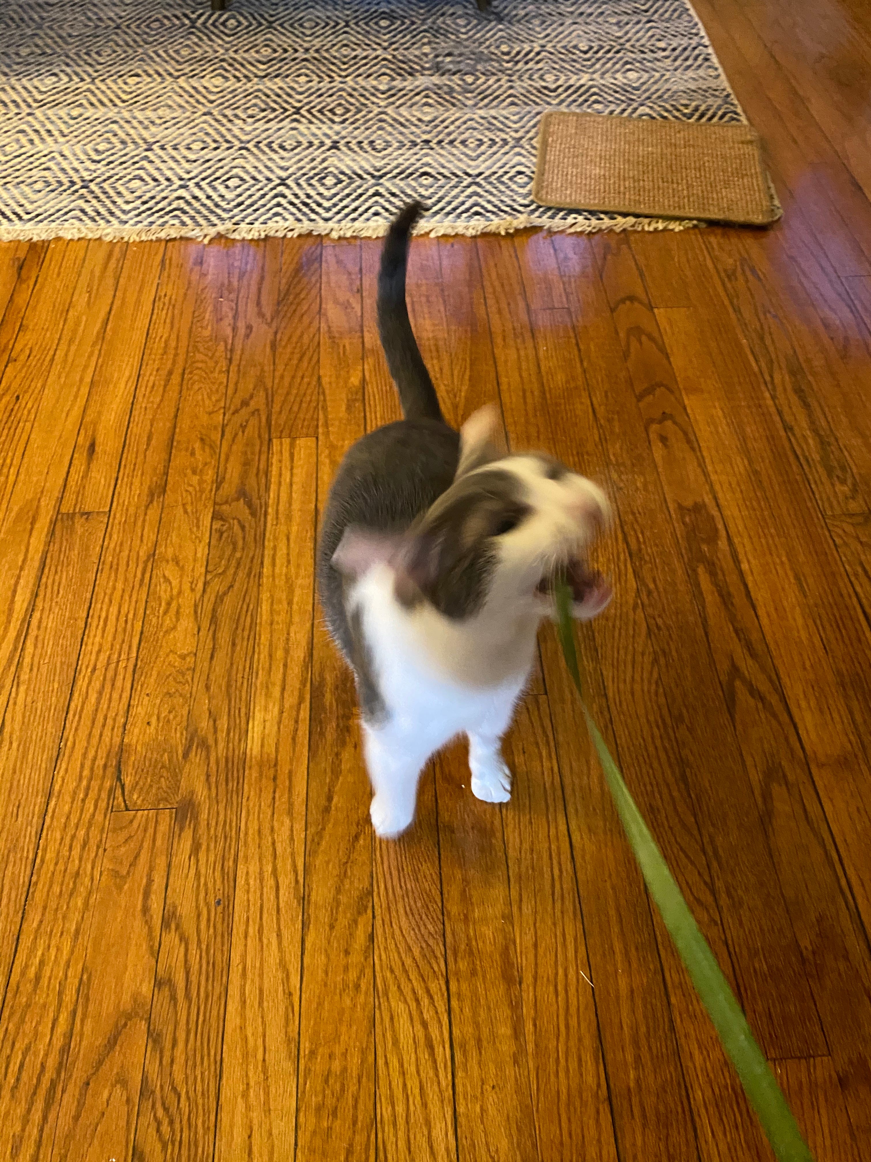A small cat is captured mid-attack on a long fern leaf.