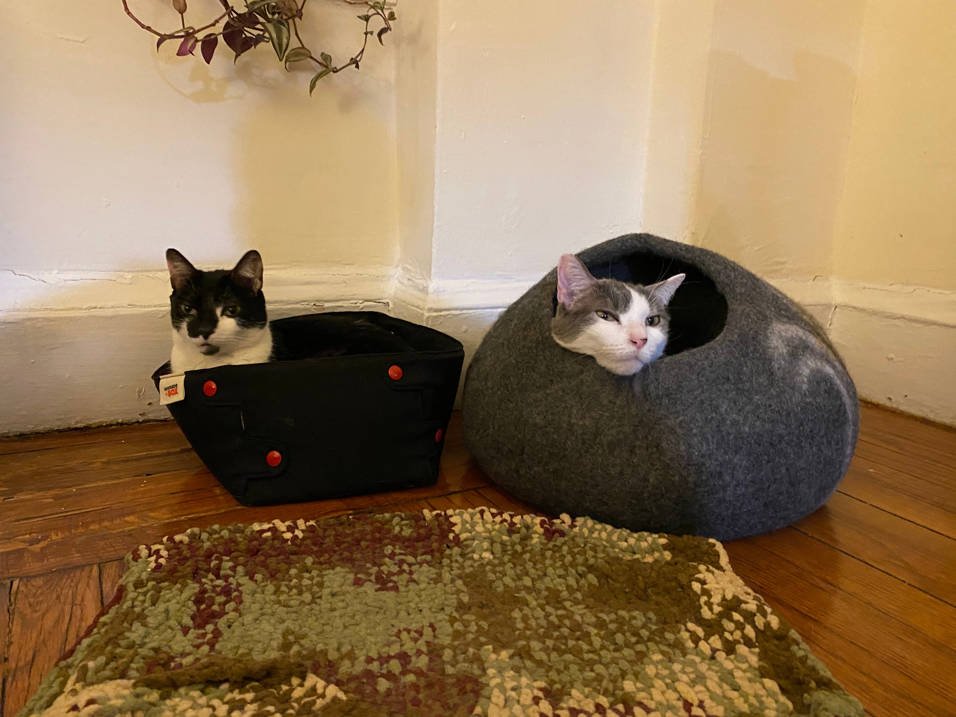 One cat sits in a small cloth box. Another cat pokes her head out from a wool cave