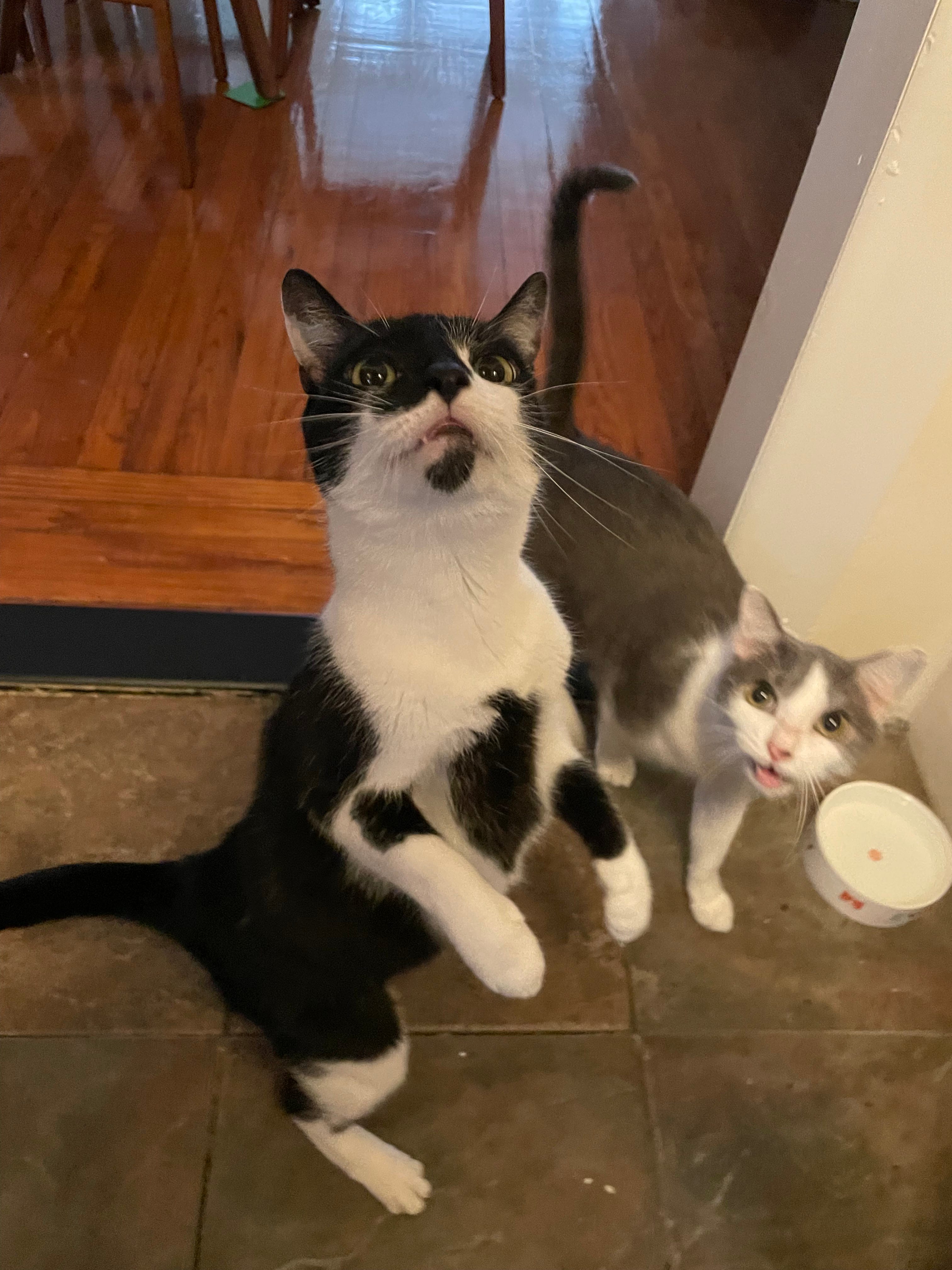 Two cats beg for food. One stands on his hind legs while other, mouth agape, screams.