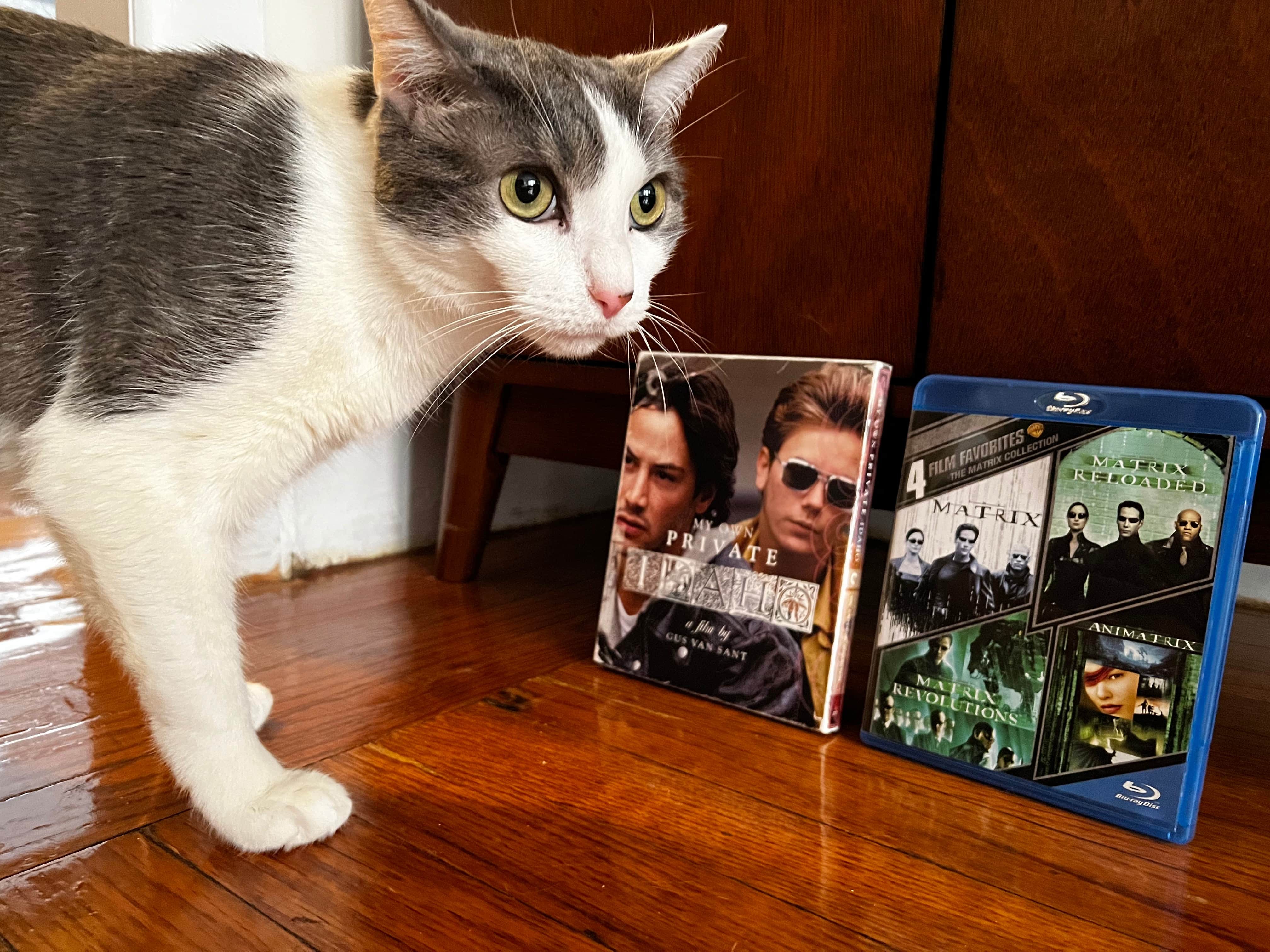 A cat stands in front of Blu-Ray copies of My Own Private Idaho and The Matrix trilogy.