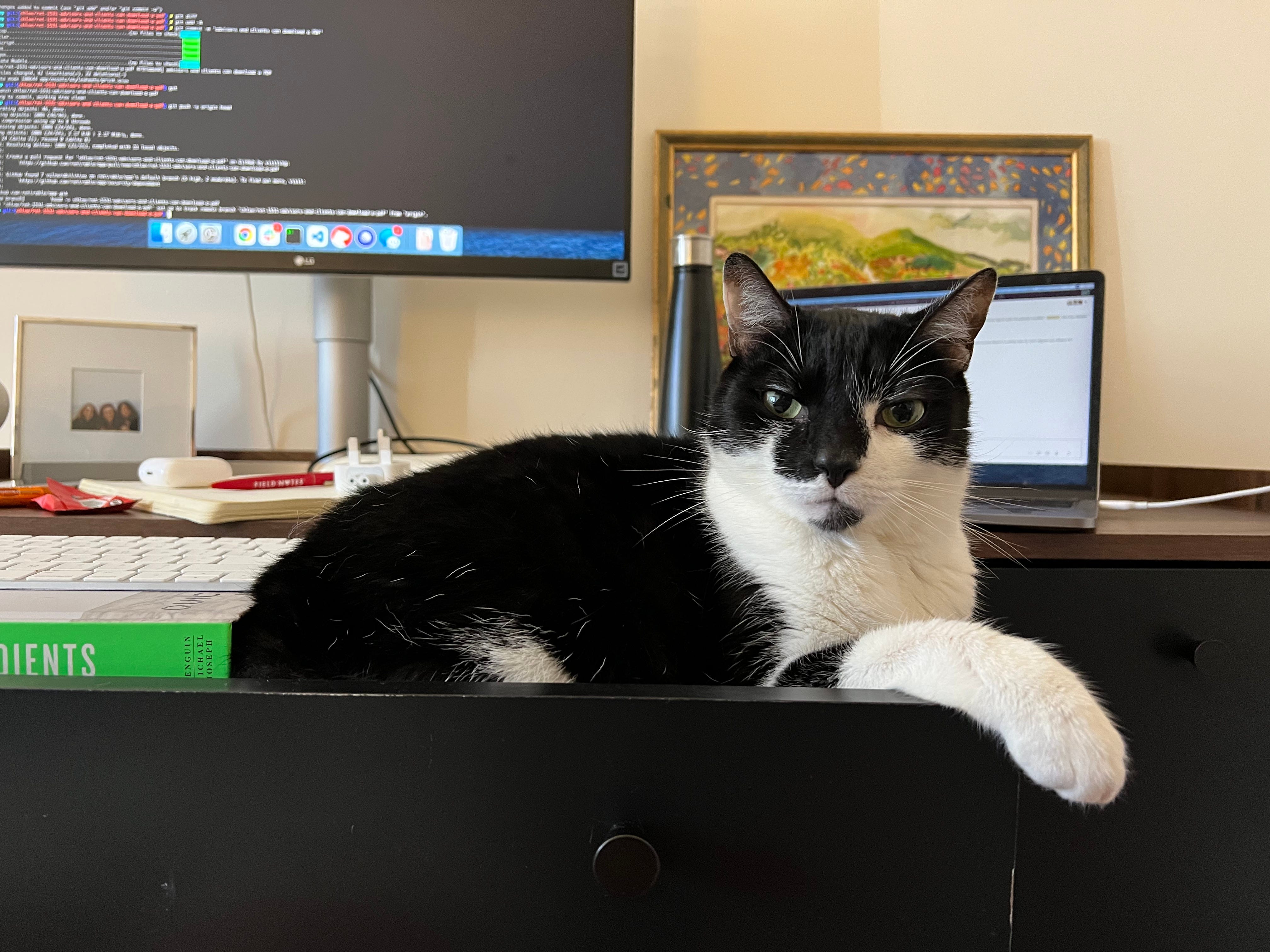 A black and white cat sits inside of a desk drawer, blocking access to a computer.