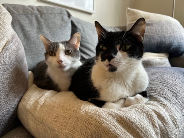 Two cats sit on a pillow. One is grey and white and one is black and white.