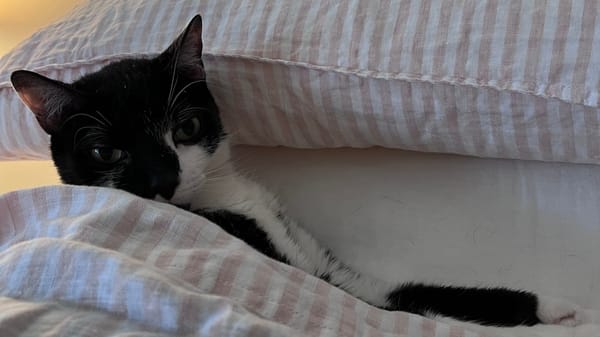 A cat tucked in under the blankets.