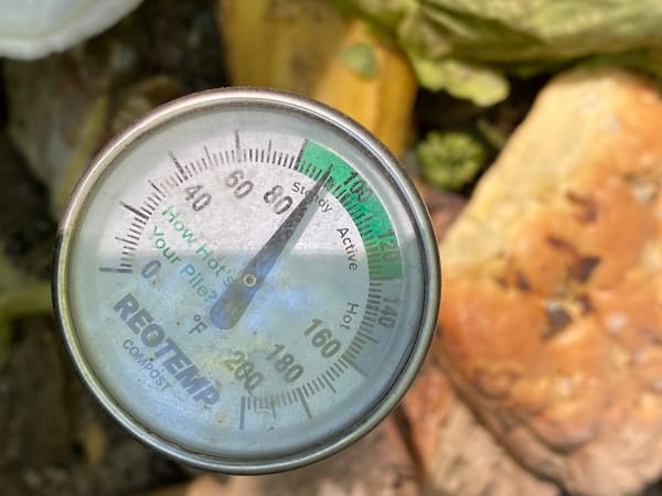 A compost thermometer shows a "steady" temperature in a pile of moldy bread and leaves.
