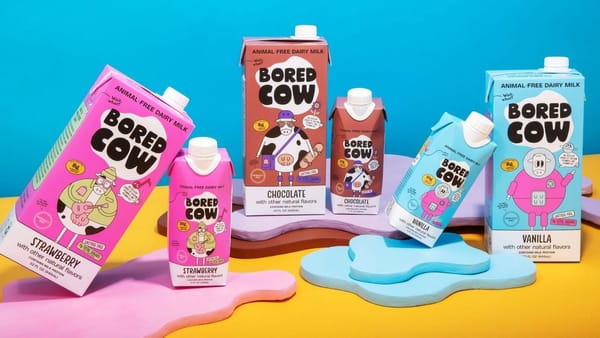 A line-up of Bored Cow milk cartons in all three flavors.